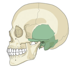 <p>What bone is this?</p>