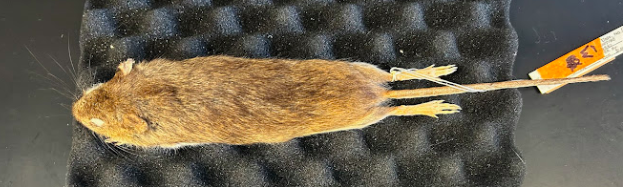 <p>Marsh Rice Rat</p><p>Cricetidae</p><p><em>Oryzomys palustris</em></p>