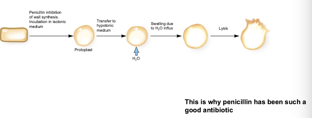 <ul><li><p>Incubation in isotonic medium</p></li><li><p>Protoplast transfers to hypotonic medium</p></li><li><p>Swelling due to sudden H2O influx</p></li><li><p>Lysis (bursts)</p></li></ul><p></p>