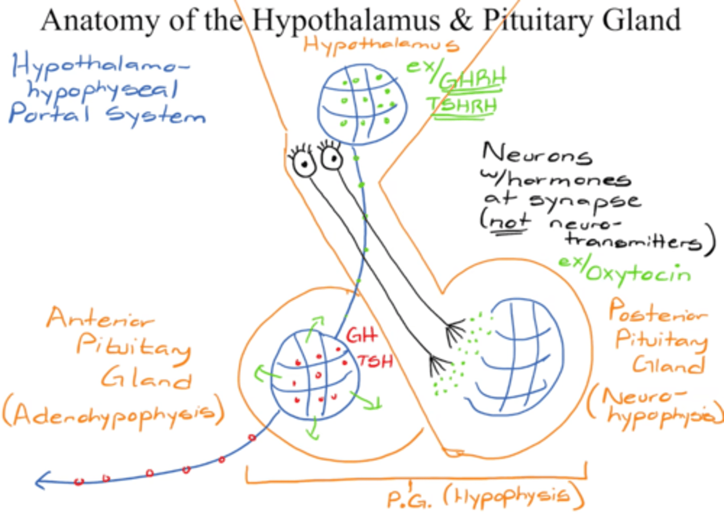 <p>- hypothalamus = controller of entire endocrine system</p><p>F: release hormones that control the release of other hormones </p><p>hypothalamohypophyseal portal system </p><p>- capillary-vein-capillary </p><p>- concentration stays really high </p><p>- doesn't need to be washed over entire body</p><p>- only for anterior pituitary gland (adenohypophysis)</p><p>neurons</p><p>- only for posterior pituitary gland (neurohypophysis)</p><p>- neurons w/ hormones at synapse </p><p>- not neurotransmitters </p><p>- release proteins (ex; oxytocin) -> capillary bed</p>