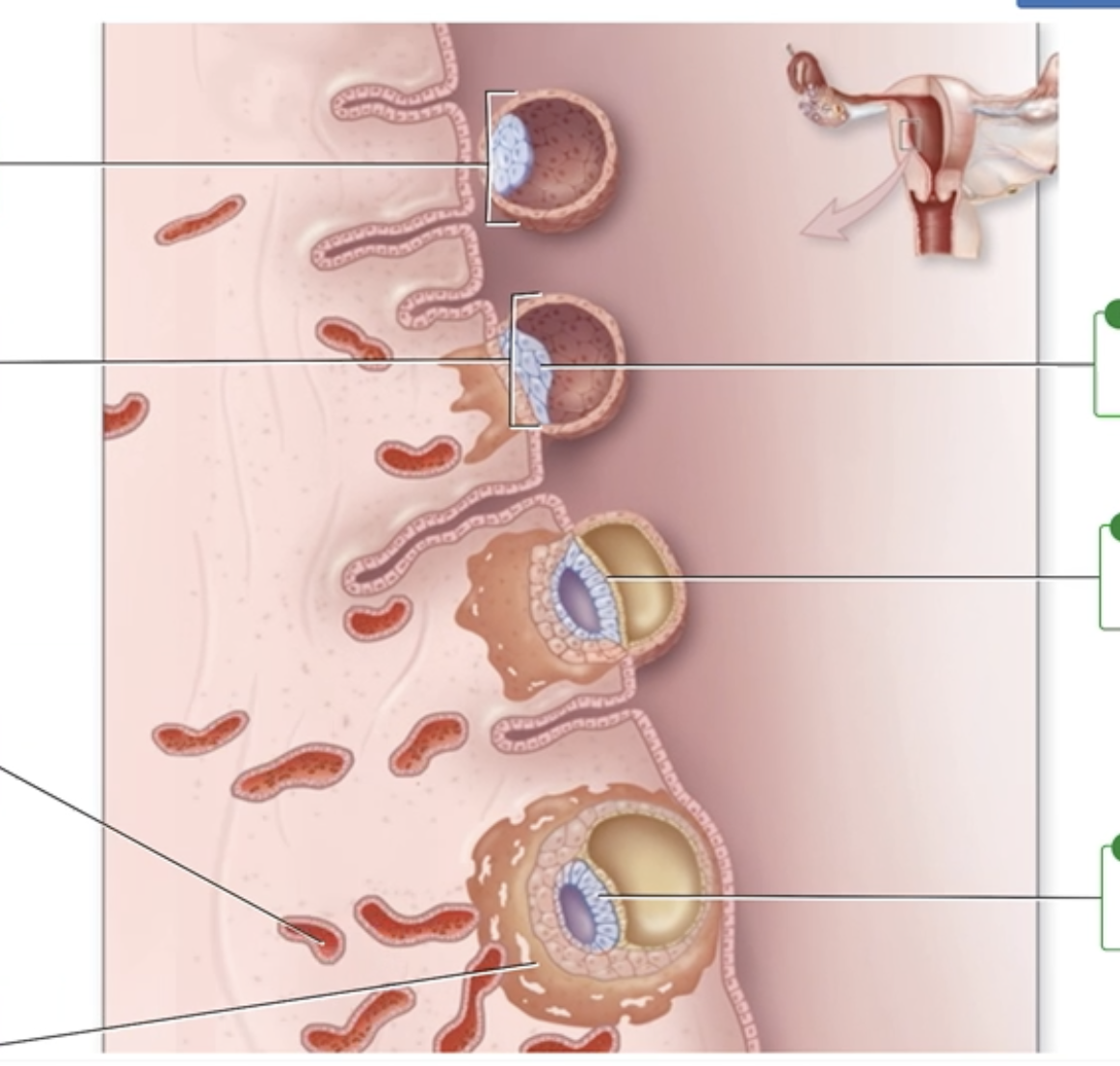 <p>Implantation: 6-8 Days</p><p class="p1">Correctly label the following structures involved in the different stages of implantation.</p>