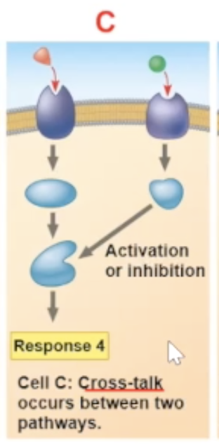 <ul><li><p>a cross-talk is when two different signaling molecules bind to their receptors, and the result of the two binds occuring leads to a new path</p></li><li><p>a cross-talk is another reason why different cells can have different responces to the same signal molecule binding</p></li></ul><p></p>