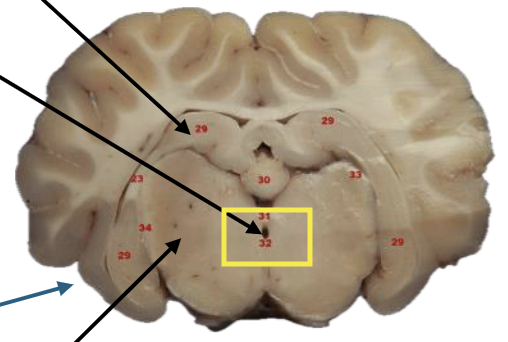 <p>What is this highlighted figure?</p>