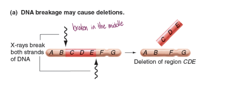 <p>-results in chromosomal loss </p><p>-Terminal deletions occur at chromosomal ends </p><p>-Intercalary (interstitial) deletions occur internally </p><p>-Portions with the centromere are usually maintained when the cell divides </p><p>-those without centromeres are usually lost during subsequent divisions </p><p>-creates imbalance in gene dosage </p><p>-microdeletions are sub-microscopic deletions that are often associated with abnormal phenotypes that can manifest as syndromes </p><p>-Compensation loops can appear during synapsis and compensates for loss of alleles </p>