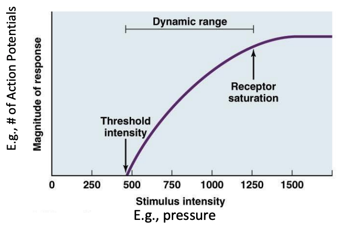 <p>The range of stimulus intensities that can be encoded by a sensory receptor</p>