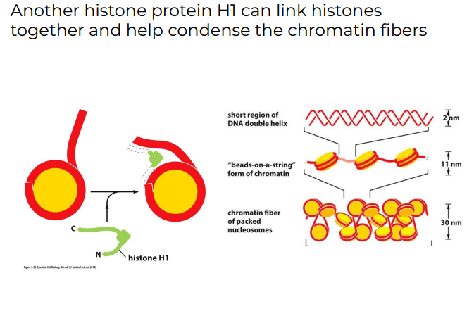 <p>H1 can link histones together and help condense the chromatin fibers</p>