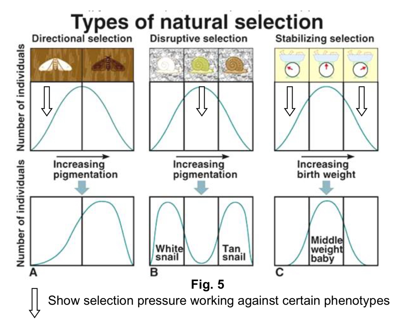 <p>1) Directional selection → Phenotype at one extreme is repeatedly selected for, favours what are initially relatively rare individuals</p><p>2) Disruptive selection → Intermediate phenotypes are selected against, favours individuals on both extremes</p><p>3) Stabilising selection → Extreme phenotypes are selected against, favours the more common intermediate variants in a population</p>