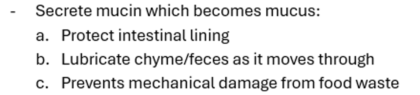 <p>Secrete mucin which becomes mucus </p>