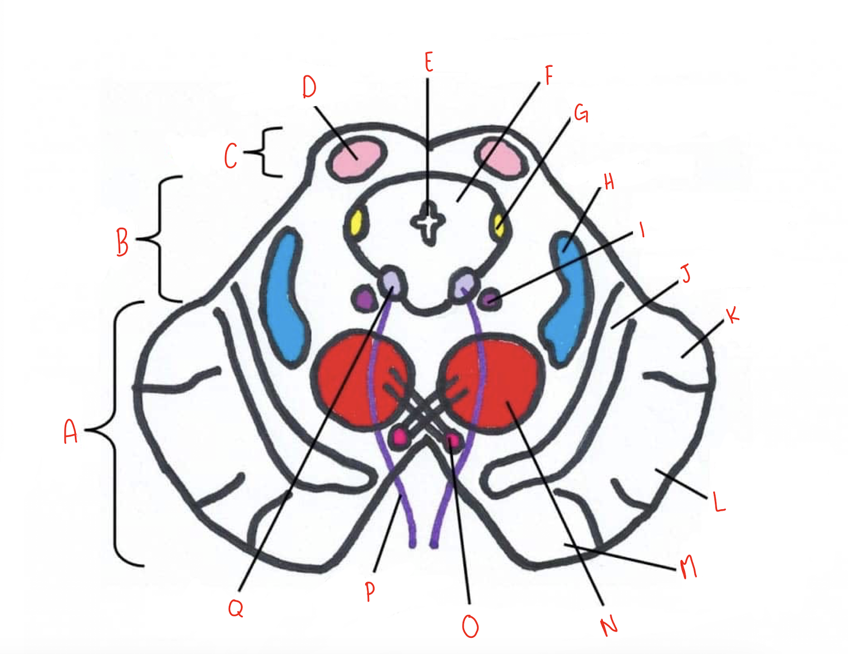 <p>What structure of the sliced superior colliculus section of the midbrain is labeled B?</p>