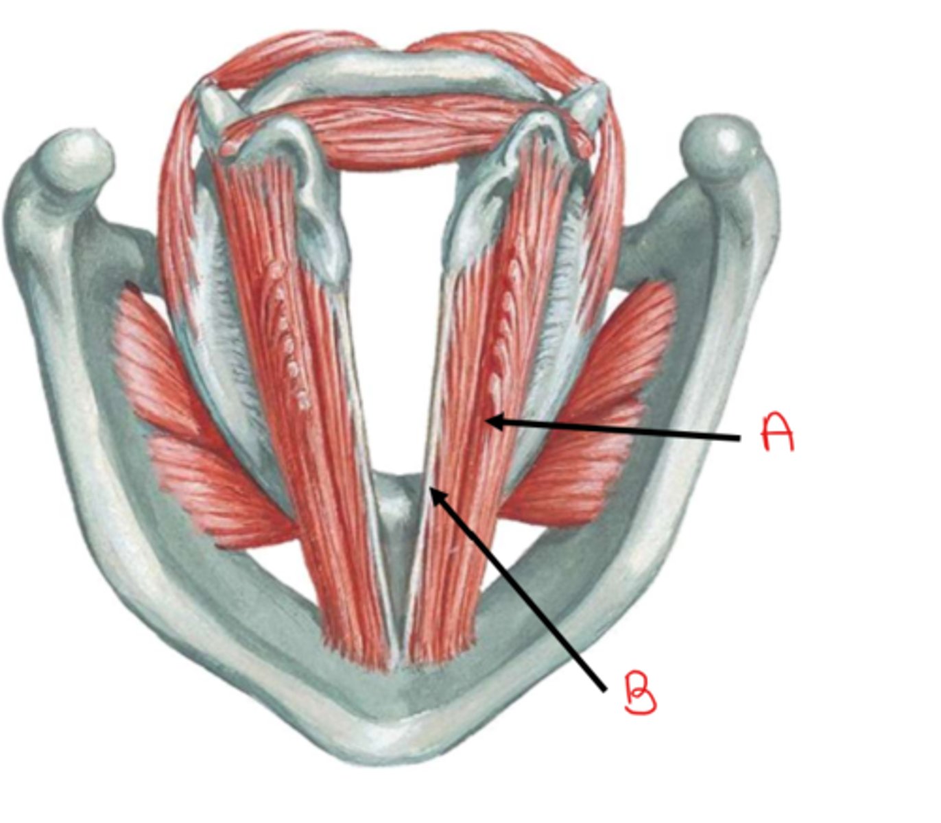 <p>identify A</p>