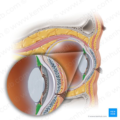 <p>An inner eye structure, located at the border between the choroid and the iris. It is composed of several unique structures that give the it its unique shape and function. These structures include the ciliary muscle, ciliary processes, ciliary vessels and ciliary epithelia.</p>