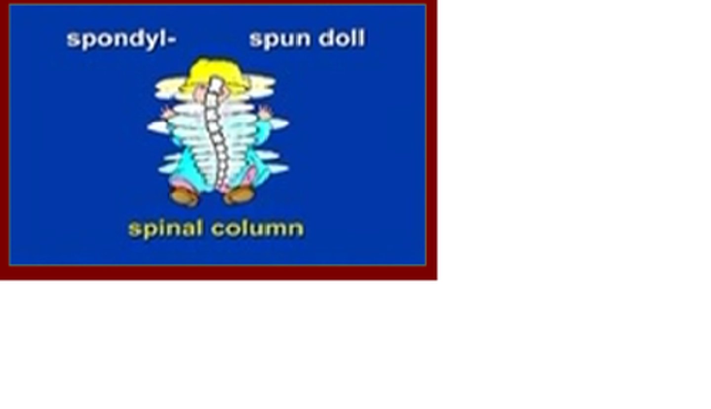 <p>spinal column</p>