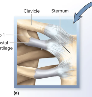 <p>a joint in which the bones are joined by hyaline cartilage.</p>