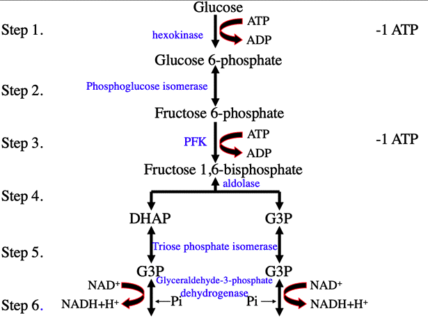 <p>INPUTS: Glucose, 2 NAD+, 2 ATP</p><p>OUTPUTS: <span>2 ATP (net gain), 2 NADH, and 2 pyruvate</span></p>