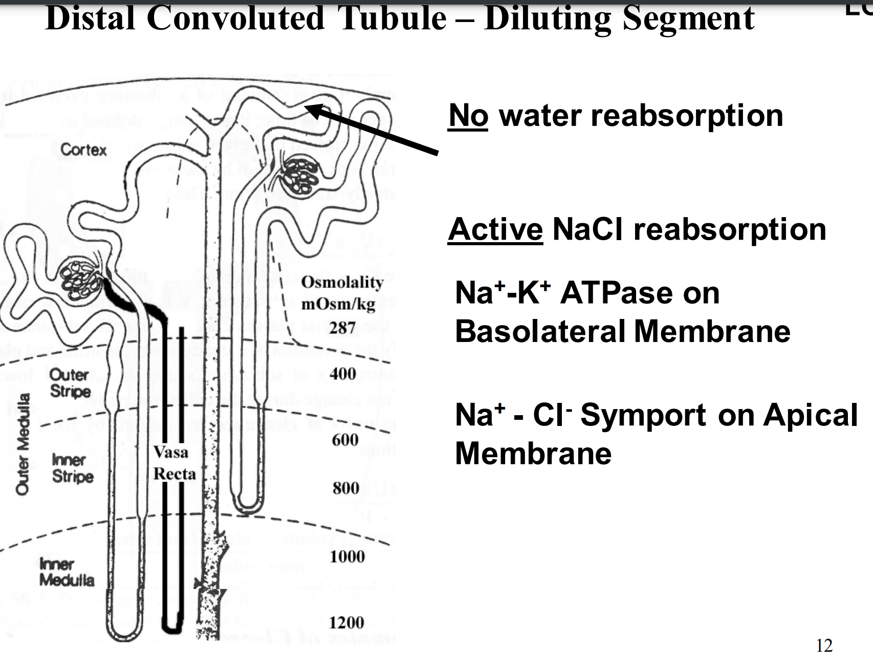 <p>No water reabsorption </p><p>Active NaCl reabsorption </p><p>Na+ -K+ ATPase on Basolateral Membrane</p><p>Na+ - Cl- Symport on Apical Membrane</p>