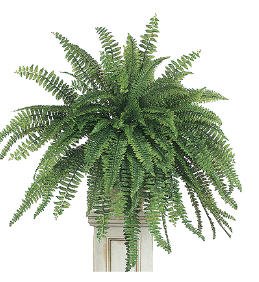 <p>give phylum common name and an example</p>