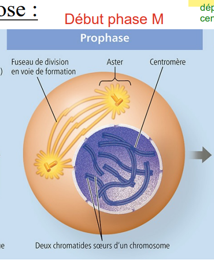 <ul><li><p>Enroulement de la chromatine; </p></li><li><p>Organisation du cytosquelette; ← déplacement des centrosomes</p></li><li><p>Disparition des nucléoles</p></li></ul><p></p><ul><li><p>Bris du noyau; (la membrane)</p></li><li><p>Augmentation de condensation des chromatines; → devient «chromosome»</p></li><li><p>Attachement du cytosquelette aux centromères (le centre des chromatides soeurs).</p></li></ul><p></p>