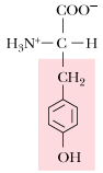 <p>What is the 1 letter abbreviation for Tyrosine?</p>