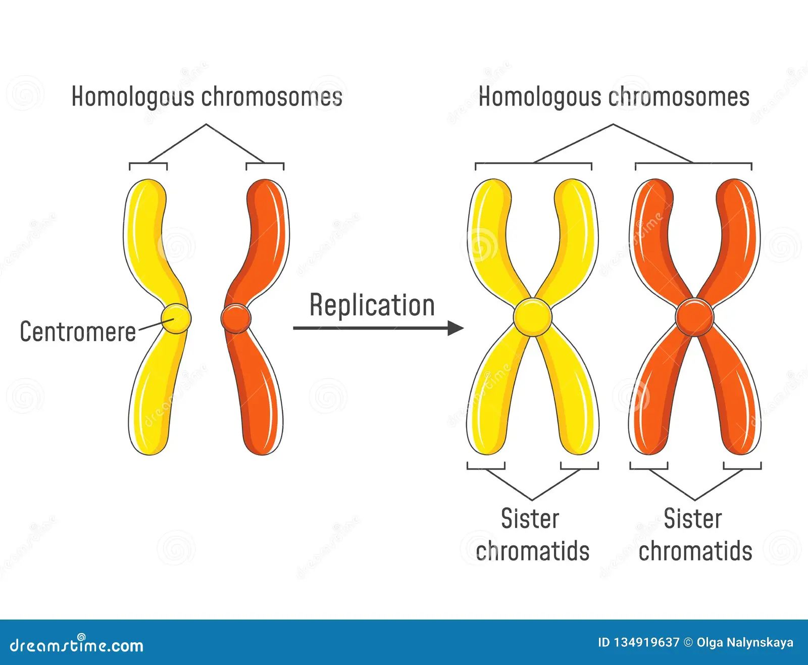 <p>Twee chromosomen met dezelfde lengte, vorm en genen op dezelfde plaats.</p>