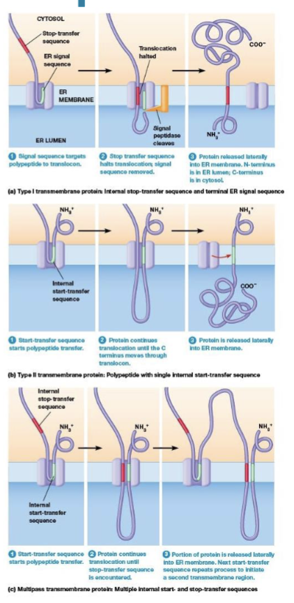 <p>the SRP binds and targets to the ER membrane, its hydrophobic region functions as a membrane anchor</p>
