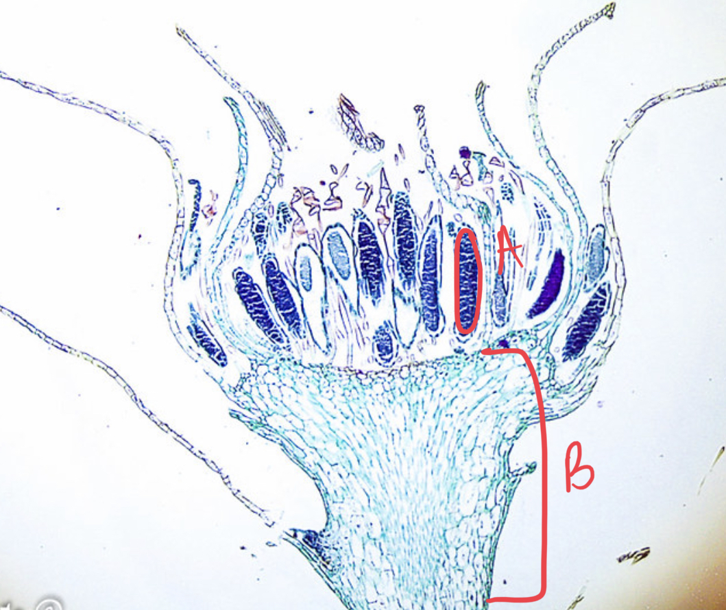 <ul><li><p>which organism is this?</p></li><li><p>what reproduction?</p></li><li><p>male or female?</p></li><li><p>label slide</p></li></ul>