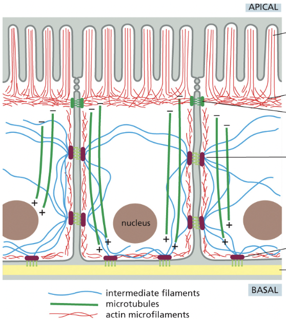 <ul><li><p>bundled <strong>actin filaments</strong> form microvilli that increase the cell-surface area available for absorbing nutrients from food</p><ul><li><p>below the microvilli, a circumferential band of actin filaments is connected to cell-cell <em><u>adherens junction</u></em> that anchor the cells to each other</p></li></ul></li><li><p><strong>intermediate</strong> <strong>filaments</strong> are anchored to other kinds of adhesive structures including desmosomes & hemidesmosomes that connect the epithelial cells into a sturdy sheet & attach them to underlying matrix</p></li><li><p><strong>microtubules</strong> run vertically from the top of the cell to the bottom & provide a global coordinate system that enables the cell to direct newly synthesized components to their proper location</p><ul><li><p>seems to really determine polarity (negative = outside of cell, positive = inside the cell)</p></li></ul></li></ul><p></p>