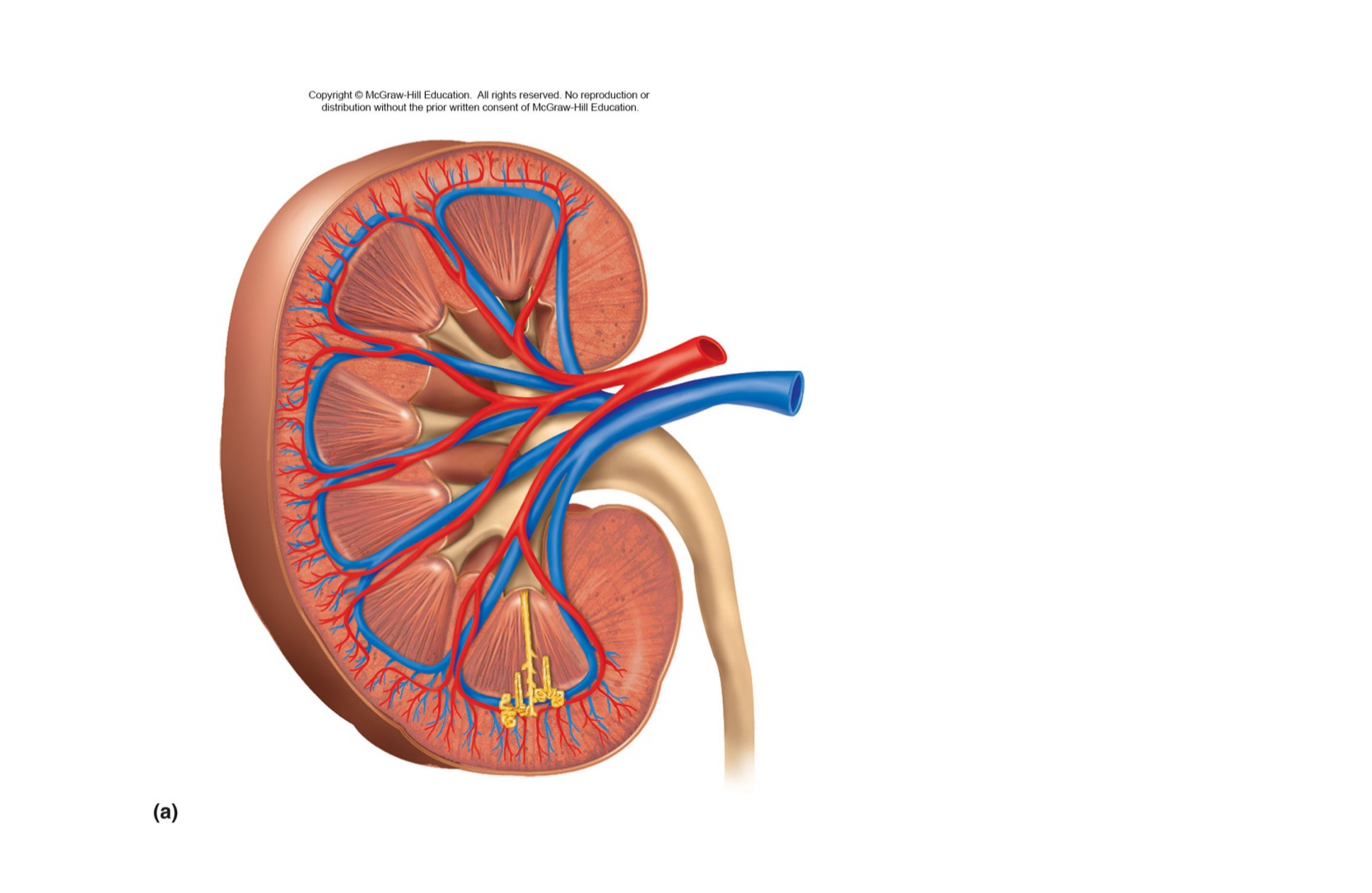 <p>parts of the kidney</p>