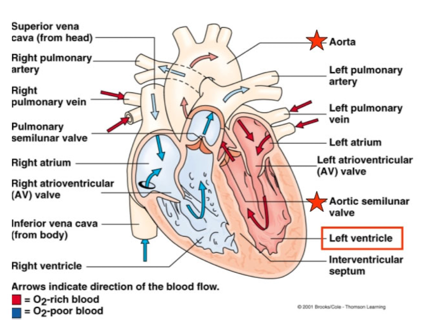<p>receives oxygen-rich blood from the left atrium and pumps this blood through the aortic (semilunar) valve into the aorta</p>