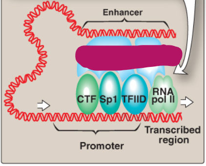 <p>Label this section of the core promoter site.</p>
