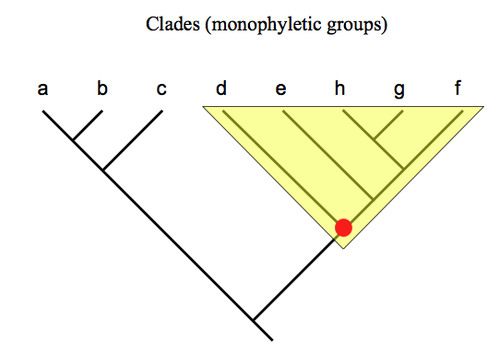 the group that consists of a single ancestral species and all its descendants and excludes any organisms that are not descended from that common ancestor