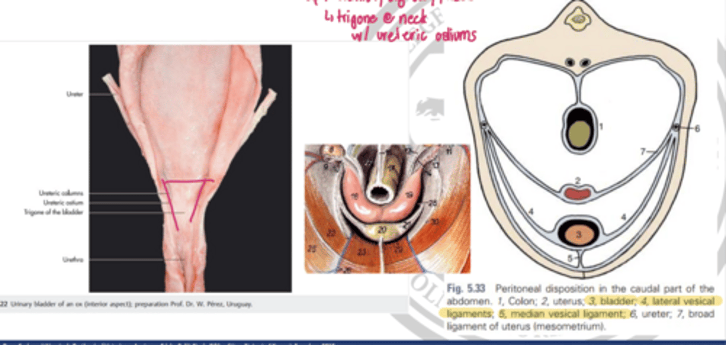 <p>describe some of the important structures of the bladder</p>