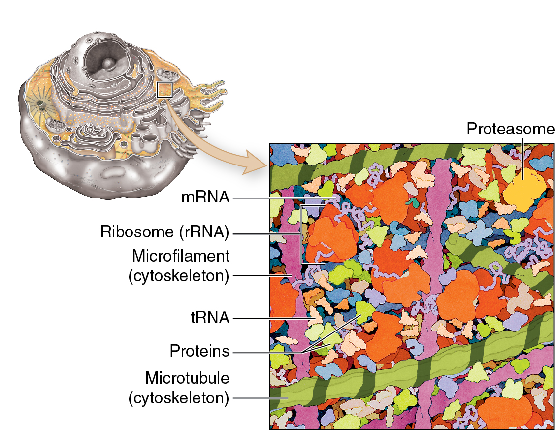 Cytoplasm