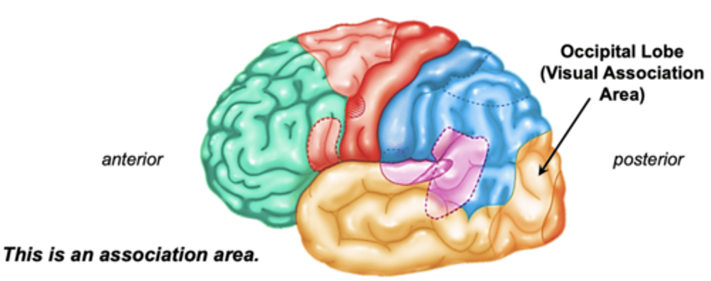 <p>surrounds primary visual cortex on medial surface of occipital lobe</p>