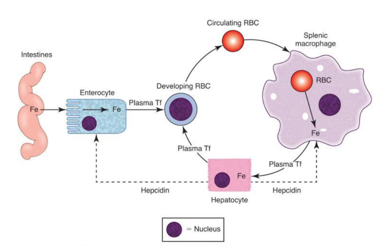 <p>Enterocyte Iron Handling</p>