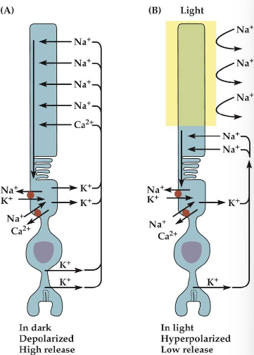<ol><li><p>light-mediated change in retinal causes a structural chnage in the protein (opsin) portion of rhodopsin. Rhodopsin <strong>→ Meta-Rhodopsin.</strong></p></li><li><p>Meta-Rhodopsin II acticates GT (transducin).</p></li><li><p>GT actiavtes PDE (Phosphodiesterase that decreases concentration of cGMP).</p></li><li><p>decreases [cGMP] causes cGMP-actiavted Na+ channels in outer segment to close.</p></li><li><p>Cell hyperpolarizes due to contonued K+ efflux from inner segment.</p></li></ol><p></p>
