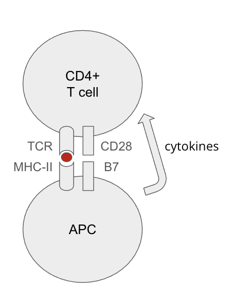 <ul><li><p>absence of costimulation implies self-antigen (no PRR signaling) → APCs may induce anergy (inactivate) T cells</p></li></ul><p></p>