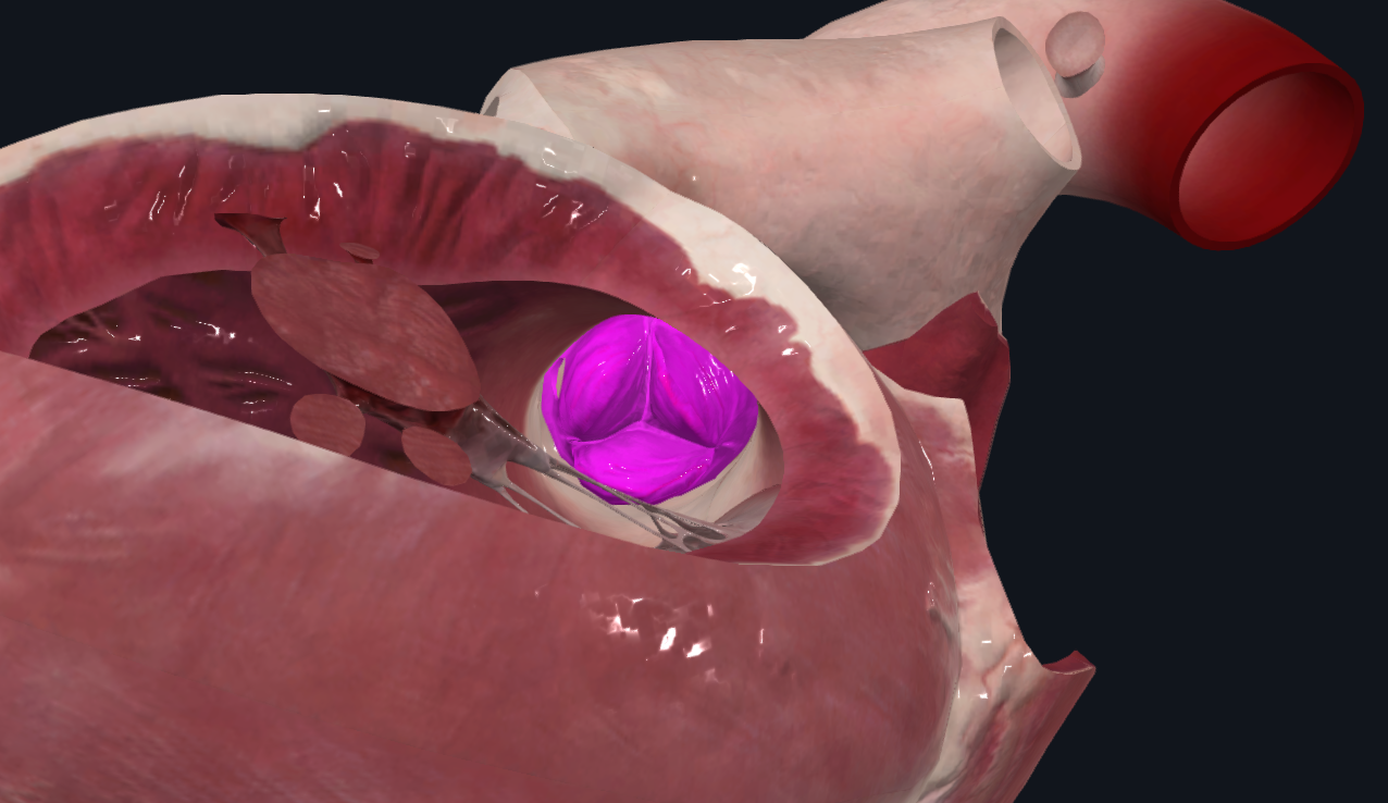 <p>Válvulas semilunares que permiten el paso de sangre oxigenada hacia la aorta. Son 3. Abiertas en sístole</p>
