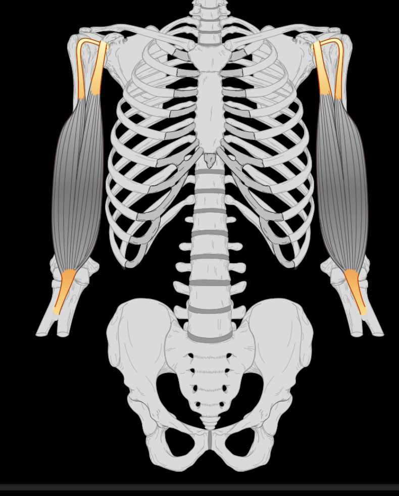 <p>Identify the type of tisse</p>