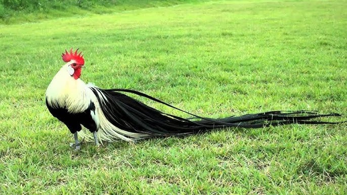 <p>Phoenix (Appearance)</p>