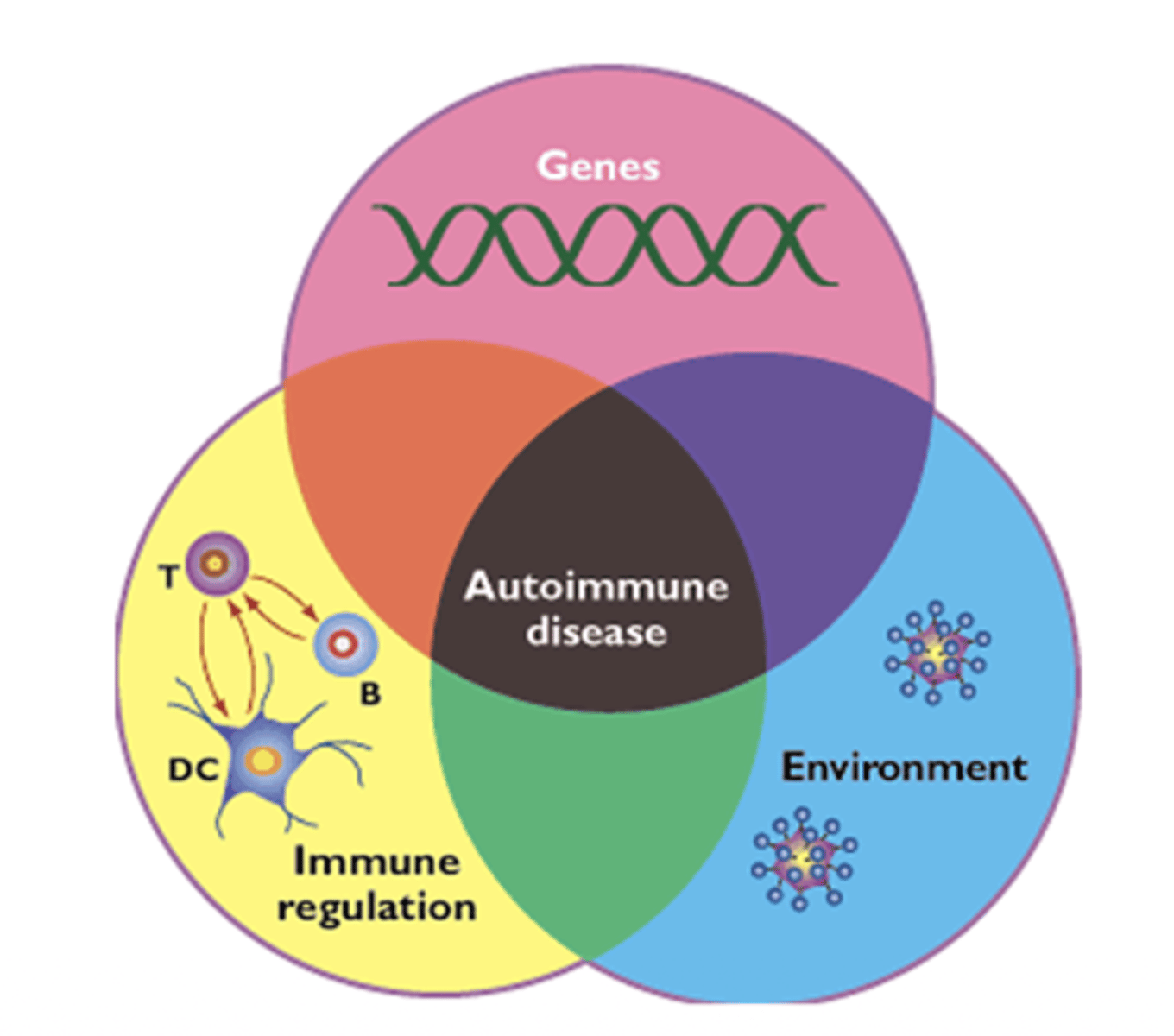 <p>A: Both genetic and environmental factors contribute to loss of self-tolerance (loss of self tolerance=The immune system fails to recognize the body's own tissues as self.)</p>