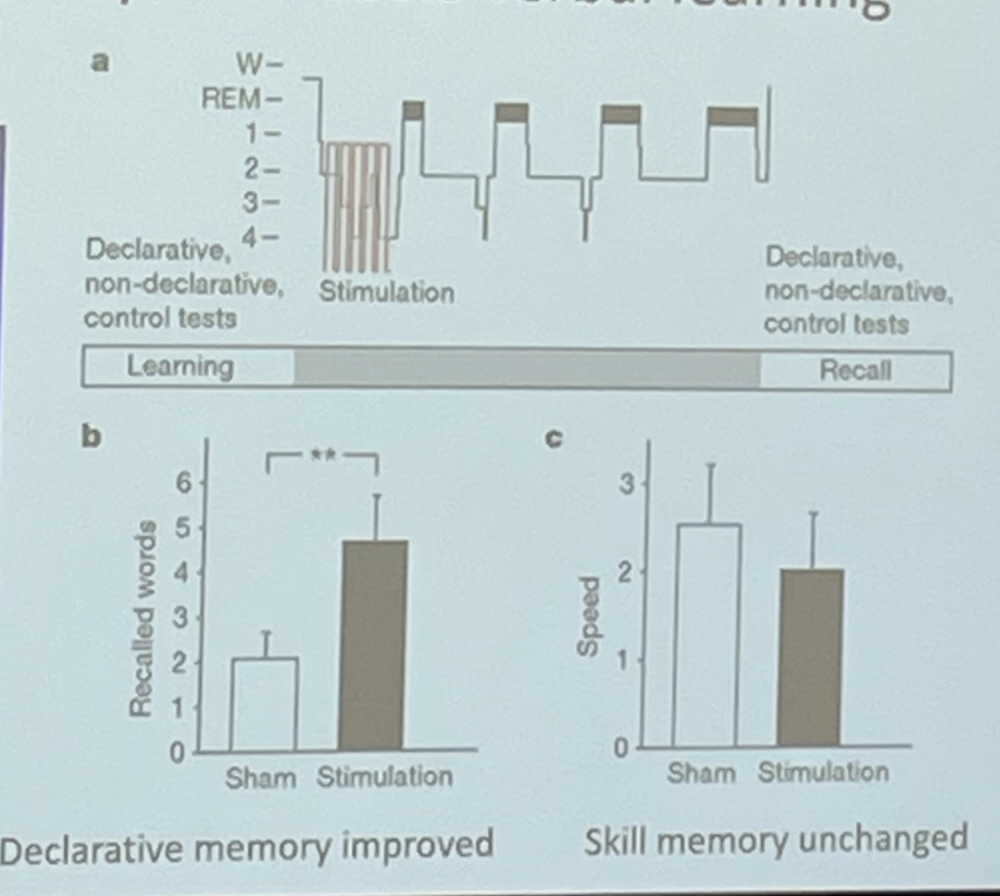 <ul><li><p>gave electrical stimulation that enhances slow wave rhythm</p></li><li><p>boosted verbal learning</p></li></ul><p></p>