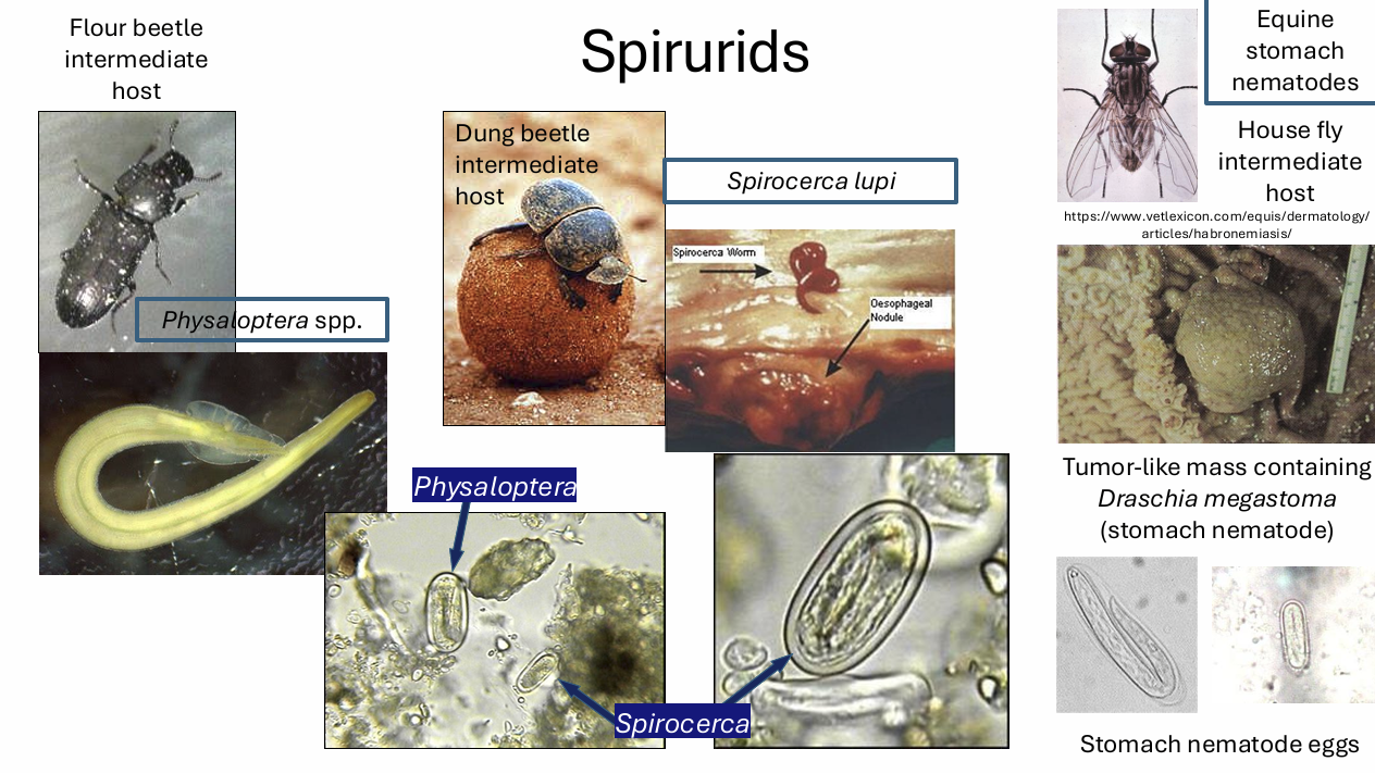 <p>physalopteroidea</p><p>spiruidea</p><p>habronematoidea</p><p>filaroi</p>