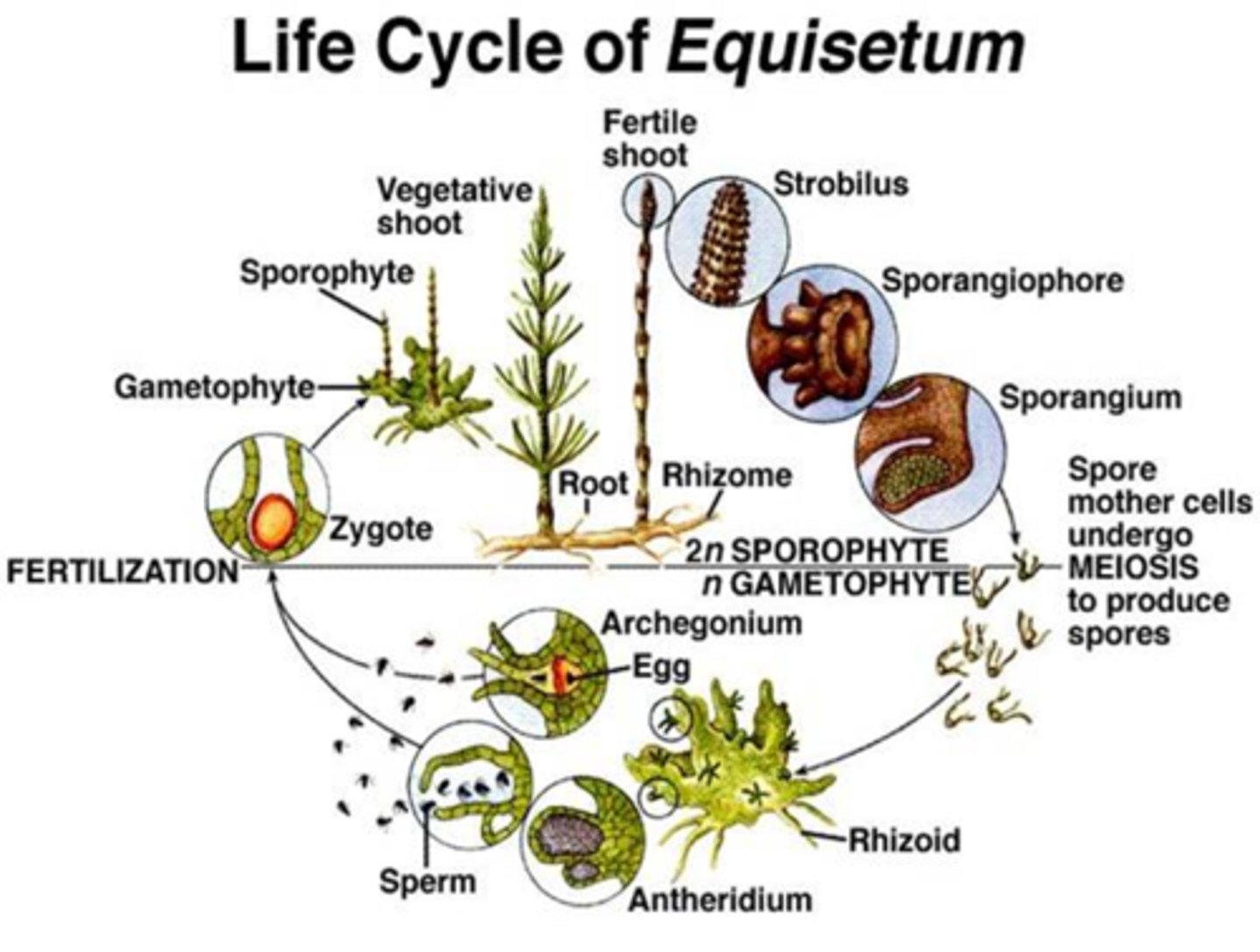 <p>homosporous (bisexual), strobili w/ sporangiophores, sporophyte independent of gametophyte, water needed for fertilization (!sporophyte dominant generation!)</p>