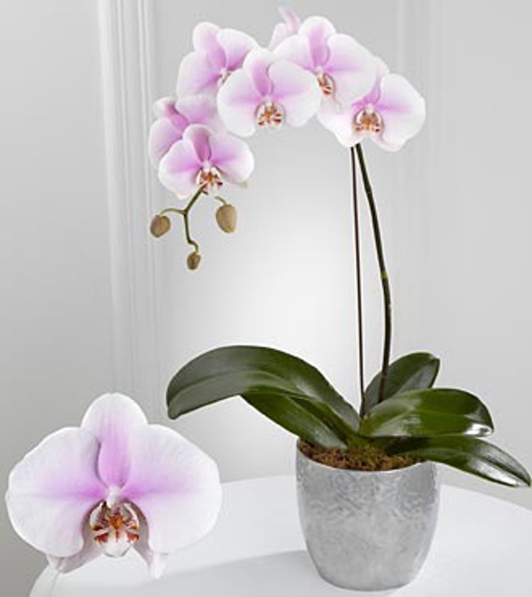 <p>Phalaenopsis cv.</p>