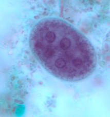 <p>Professor: Dr. Glena Fe A. Yapchulay-Alcabasa</p>