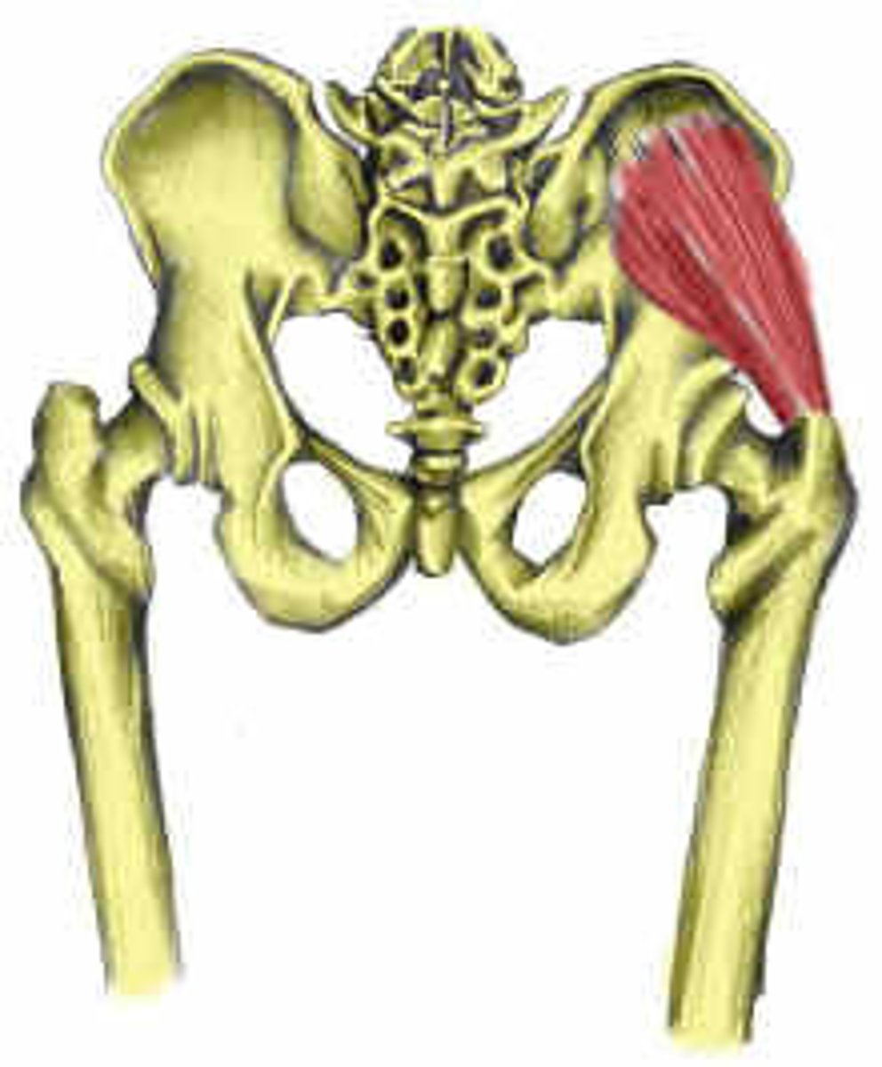 <p>abducts and medially rotates thigh</p>