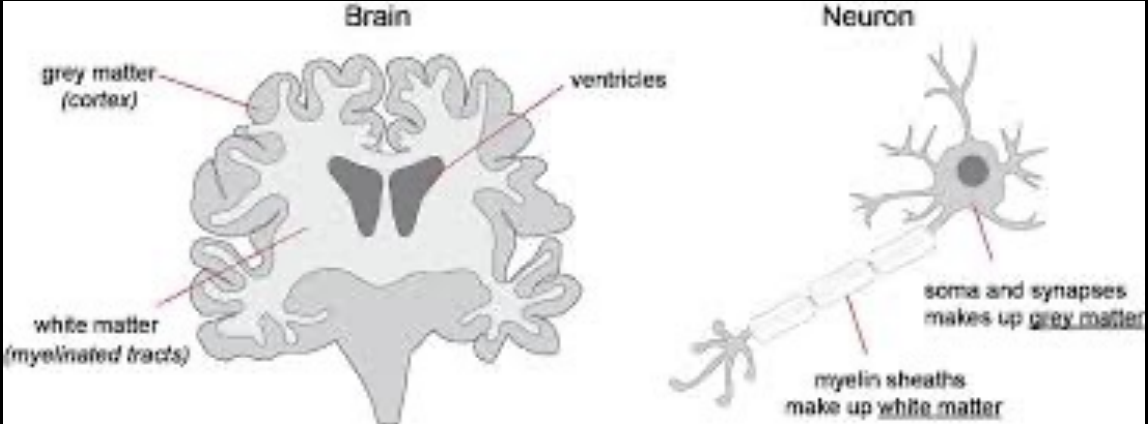 <ul><li><p>Gray matter, they are cell bodies&nbsp;</p></li><li><p>White matter, nerve fibers&nbsp;</p></li></ul><p></p>