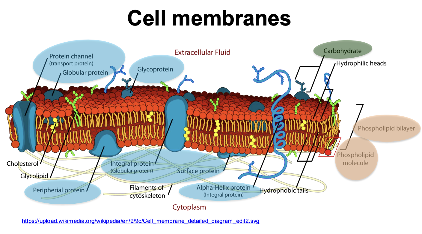 <ul><li><p>Phospholipid bilayer</p></li><li><p>phospholipid molecule</p></li><li><p>protein chanel (transport protein)</p></li><li><p>Globular protein (integral protein)</p></li><li><p>peripheral protein</p></li><li><p>glycoprotein</p></li><li><p>Alpha-Helix protein (Integral protein)</p></li><li><p>filaments of cytoskeleton</p></li><li><p>cholesterol</p></li><li><p>carbohydrate</p></li><li><p>hydrophilic tails</p></li><li><p>hydrophobic tails</p></li></ul><p></p>