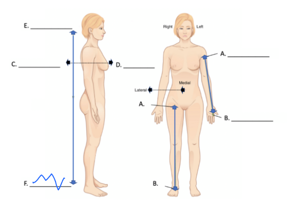 <p>What is this directional term?</p>