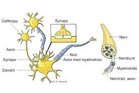 NERVCELL